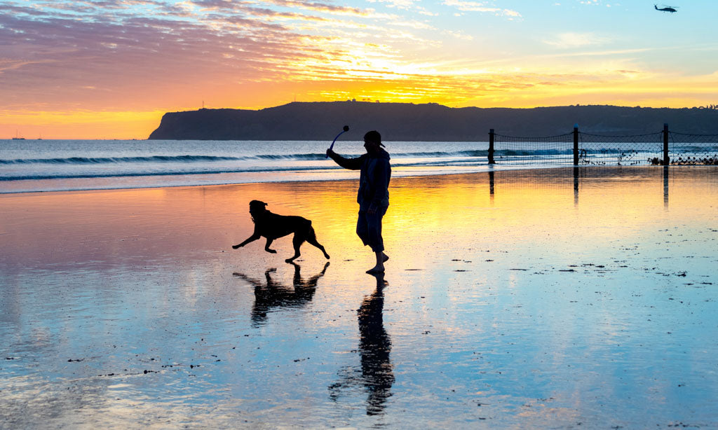 Best Dog Friendly Beaches in the U.S.